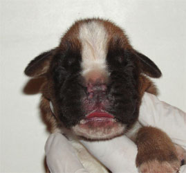 cuccioli_allevamento_cani_boxer_degli_scarronzoni_livorno_toscana_italia