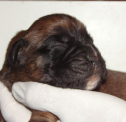 cuccioli_allevamento_cani_boxer_degli_scarronzoni_livorno_toscana_italia