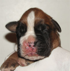 cuccioli_allevamento_cani_boxer_degli_scarronzoni_livorno_toscana_italia