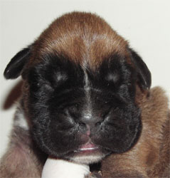 cuccioli_allevamento_cani_boxer_degli_scarronzoni_livorno_toscana_italia