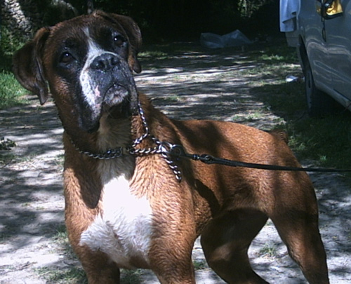 cuccioli_allevamento_cani_boxer_degli_scarronzoni_livorno_toscana_italia