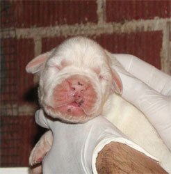 cuccioli_allevamento_cani_boxer_degli_scarronzoni_livorno_toscana_italia
