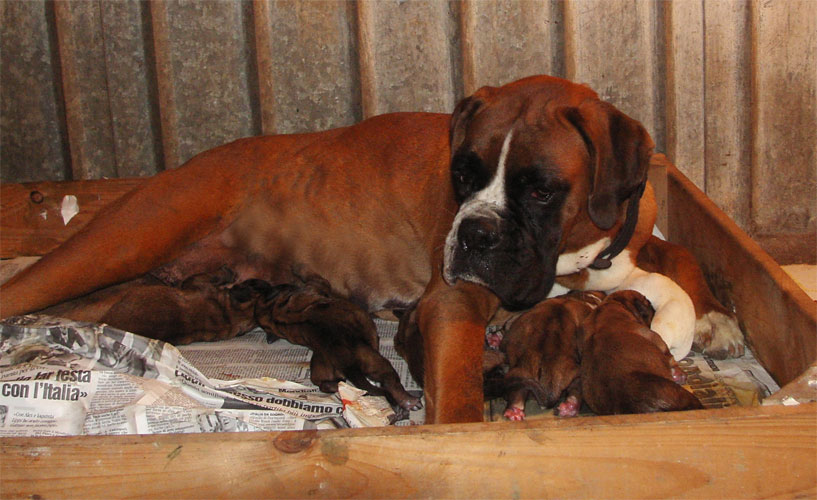 cuccioli_allevamento_cani_boxer_degli_scarronzoni_livorno_toscana_italia