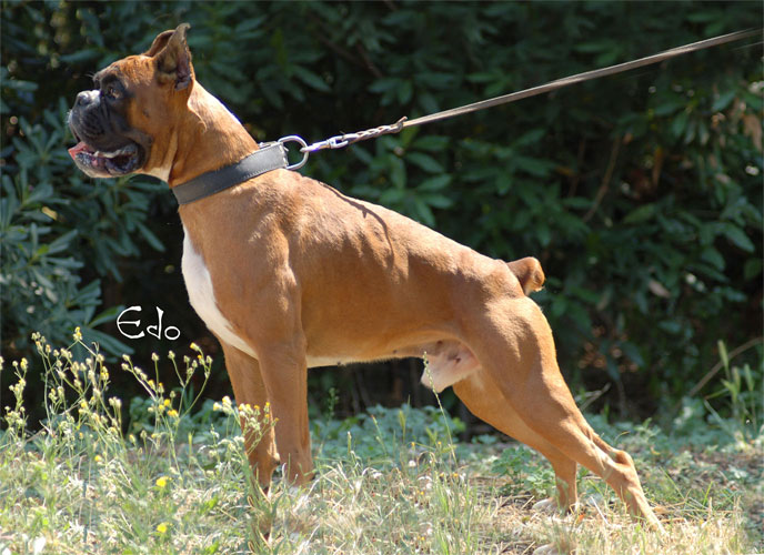 allevamento_cani_boxer_degli_scarronzoni_cuccioli_disponibili_livorno_toscana_italia