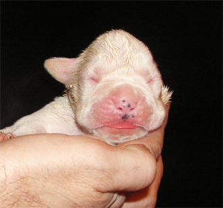 allevamento_cani_boxer_degli_scarronzoni_cuccioli_disponibili_livorno_toscana_italia