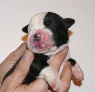 allevamento_cani_boxer_degli_scarronzoni_cuccioli_disponibili_livorno_toscana_italia
