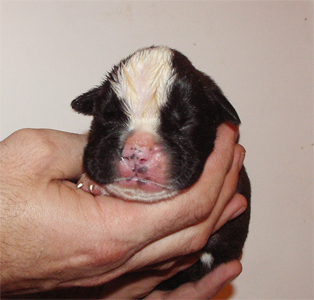 allevamento_cani_boxer_degli_scarronzoni_cuccioli_disponibili_livorno_toscana_italia