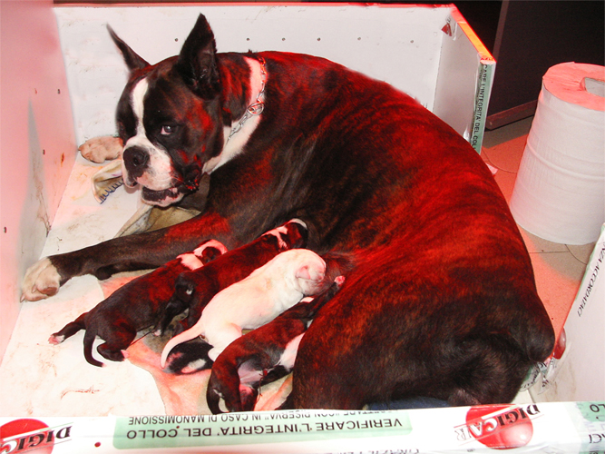 allevamento_cani_boxer_degli_scarronzoni_cuccioli_disponibili_livorno_toscana_italia