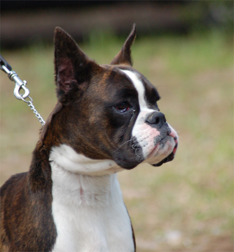 allevamento_cani_boxer_degli_scarronzoni_cuccioli_disponibili_livorno_toscana_italia