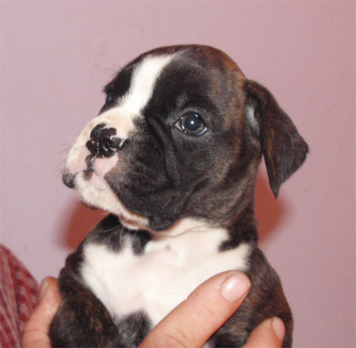 allevamento_cani_boxer_degli_scarronzoni_cuccioli_disponibili_livorno_toscana_italia