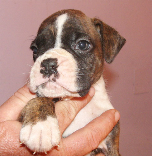 allevamento_cani_boxer_degli_scarronzoni_cuccioli_disponibili_livorno_toscana_italia