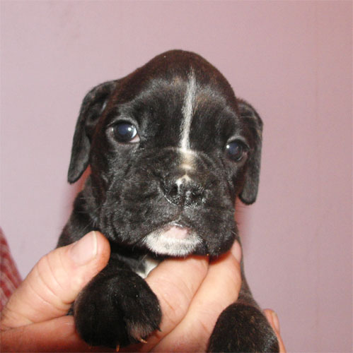allevamento_cani_boxer_degli_scarronzoni_cuccioli_disponibili_livorno_toscana_italia