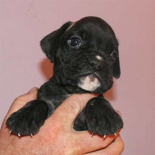 allevamento_cani_boxer_degli_scarronzoni_cuccioli_disponibili_livorno_toscana_italia