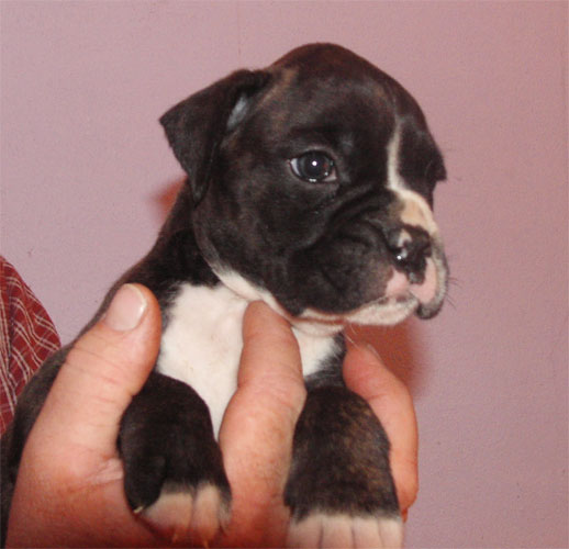allevamento_cani_boxer_degli_scarronzoni_cuccioli_disponibili_livorno_toscana_italia