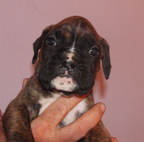 allevamento_cani_boxer_degli_scarronzoni_cuccioli_disponibili_livorno_toscana_italia