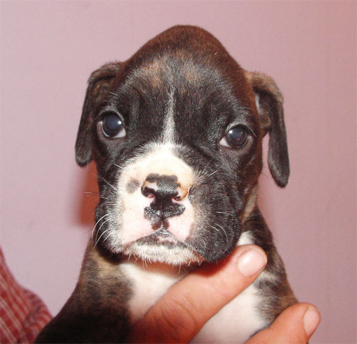 allevamento_cani_boxer_degli_scarronzoni_cuccioli_disponibili_livorno_toscana_italia