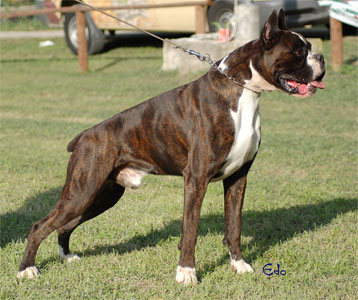 allevamento_cani_boxer_degli_scarronzoni_cuccioli_disponibili_livorno_toscana_italia