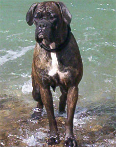 allevamento_cani_boxer_degli_scarronzoni_cuccioli_disponibili_livorno_toscana_italia