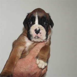 allevamento_cani_boxer_degli_scarronzoni_cuccioli_disponibili_livorno_toscana_italia