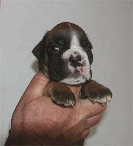 allevamento_cani_boxer_degli_scarronzoni_cuccioli_disponibili_livorno_toscana_italia