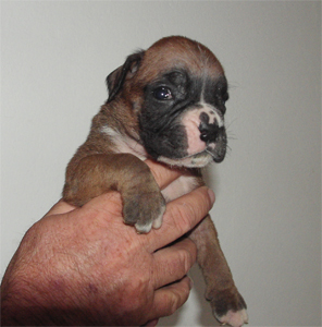allevamento_cani_boxer_degli_scarronzoni_cuccioli_disponibili_livorno_toscana_italia