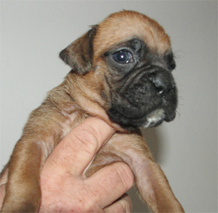allevamento_cani_boxer_degli_scarronzoni_cuccioli_disponibili_livorno_toscana_italia