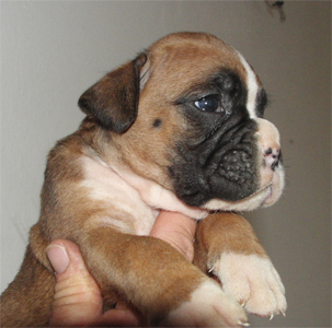 allevamento_cani_boxer_degli_scarronzoni_cuccioli_disponibili_livorno_toscana_italia