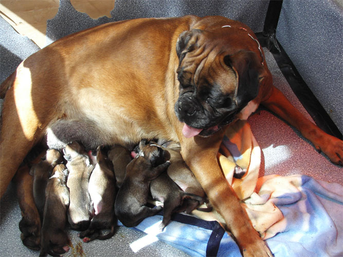   allevamento_cani_boxer_degli_scarronzoni_cuccioli_disponibili_livorno_toscana_italia
