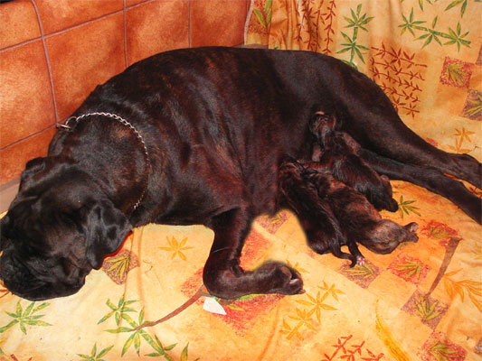 allevamento_cani_boxer_degli_scarronzoni_cuccioli_livorno_toscana_italia