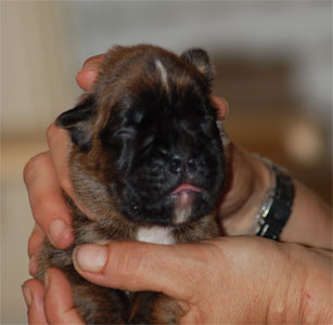 allevamento_cani_boxer_degli_scarronzoni_cuccioli_livorno_toscana_italia