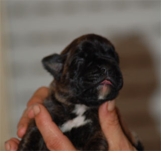 allevamento_cani_boxer_degli_scarronzoni_cuccioli_livorno_toscana_italia