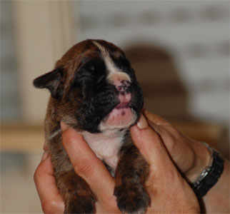 allevamento_cani_boxer_degli_scarronzoni_cuccioli_livorno_toscana_italia