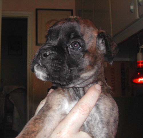 cuccioli_allevamento_cani_boxer_degli_scarronzoni_livorno_toscana_italia