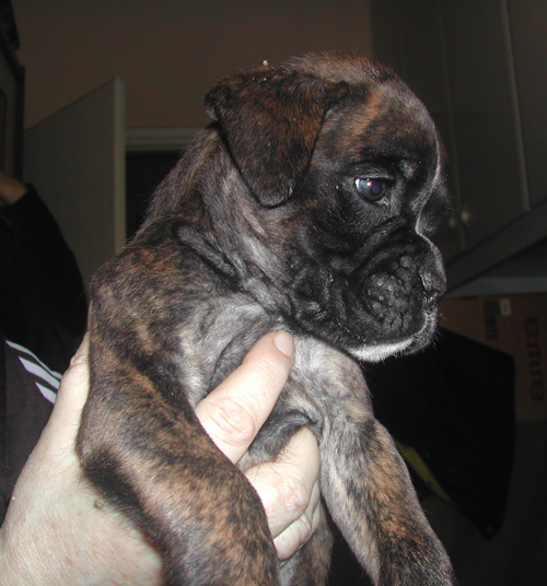 cuccioli_allevamento_cani_boxer_degli_scarronzoni_livorno_toscana_italia
