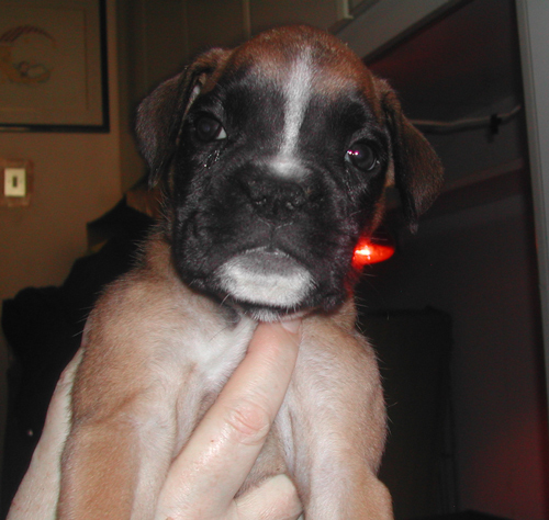 cuccioli_allevamento_cani_boxer_degli_scarronzoni_livorno_toscana_italia