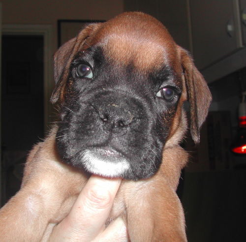 cuccioli_allevamento_cani_boxer_degli_scarronzoni_livorno_toscana_italia