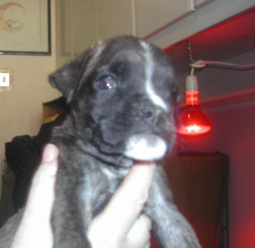 cuccioli_allevamento_cani_boxer_degli_scarronzoni_livorno_toscana_italia