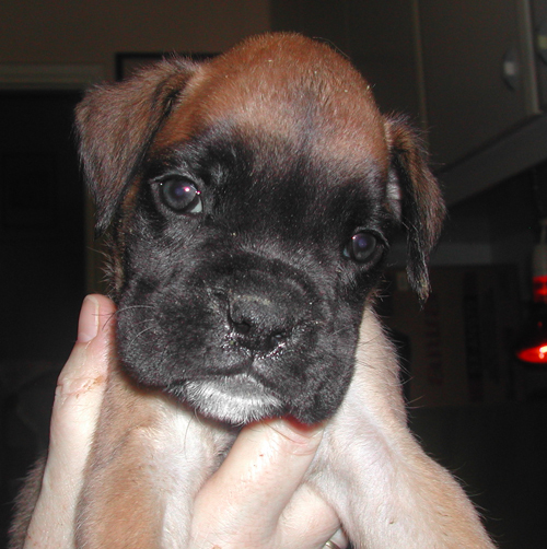 cuccioli_allevamento_cani_boxer_degli_scarronzoni_livorno_toscana_italia