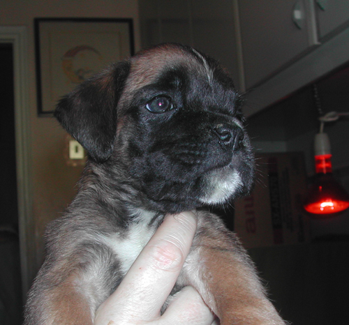 cuccioli_allevamento_cani_boxer_degli_scarronzoni_livorno_toscana_italia