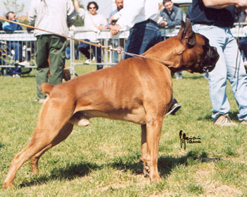 cuccioli_allevamento_cani_boxer_degli_scarronzoni_livorno_toscana_italia