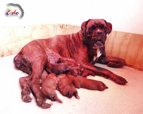 cuccioli_allevamento_cani_boxer_degli_scarronzoni_livorno_toscana_italia