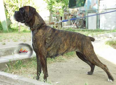 cuccioli_allevamento_cani_boxer_degli_scarronzoni_livorno_toscana_italia