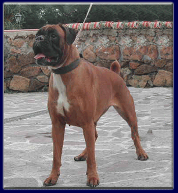 cuccioli_allevamento_cani_boxer_degli_scarronzoni_livorno_toscana_italia