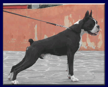 cuccioli_allevamento_cani_boxer_degli_scarronzoni_livorno_toscana_italia