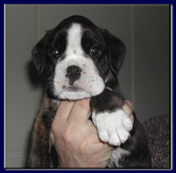 cuccioli_allevamento_cani_boxer_degli_scarronzoni_livorno_toscana_italia
