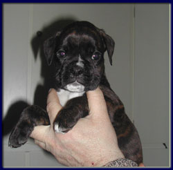 cuccioli_allevamento_cani_boxer_degli_scarronzoni_livorno_toscana_italia