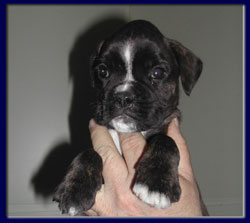 cuccioli_allevamento_cani_boxer_degli_scarronzoni_livorno_toscana_italia