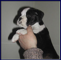 cuccioli_allevamento_cani_boxer_degli_scarronzoni_livorno_toscana_italia
