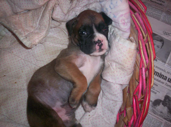 allevamento_cani_boxer_degli_scarronzoni_cuccioli_disponibili_livorno_toscana_italia