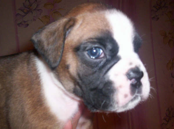 allevamento_cani_boxer_degli_scarronzoni_cuccioli_disponibili_livorno_toscana_italia